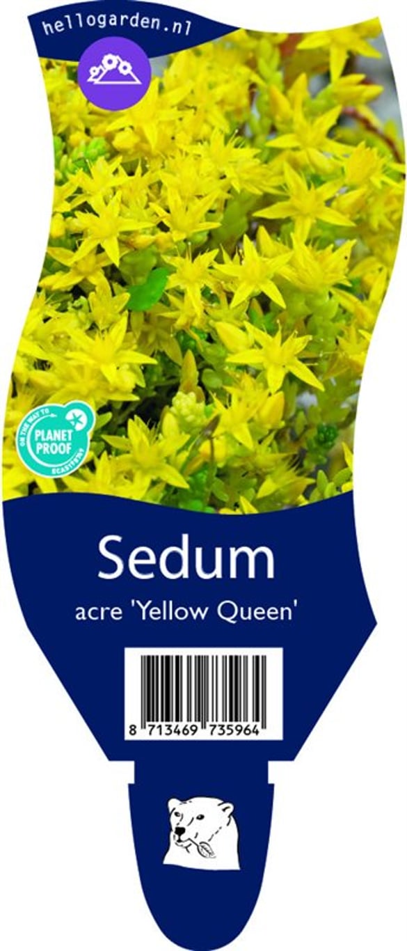 Sedum acre 'Yellow Queen' - P11